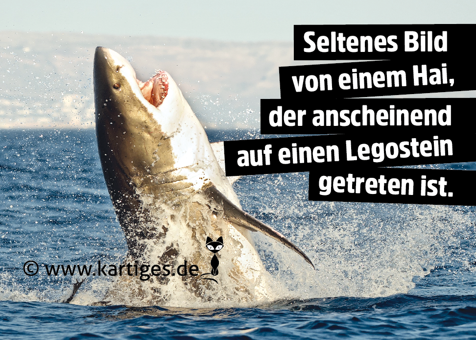 Seltenes Bild von einem Hai, ...    PK 124