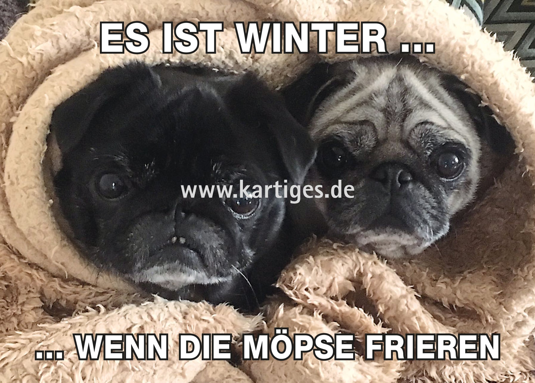 Es ist Winter, wenn die Möpse frieren