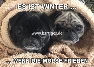 Es ist Winter, wenn die Möpse frieren